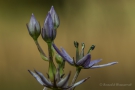 Blauer Sumpfstern (Swertia perennis)