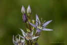 Blauer Sumpfstern (Swertia perennis)