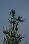 Blauer Sumpfstern (Swertia perennis)