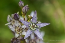 Blauer Sumpfstern (Swertia perennis)