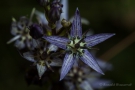 Blauer Sumpfstern (Swertia perennis)