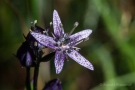 Blauer Sumpfstern (Swertia perennis)