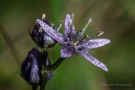 Blauer Sumpfstern (Swertia perennis)