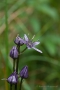 Blauer Sumpfstern (Swertia perennis)