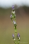 Blauer Sumpfstern (Swertia perennis)