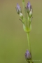Blauer Sumpfstern (Swertia perennis)