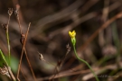 Fadenenzian (Cicendia filiformis)