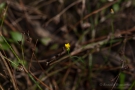 Fadenenzian (Cicendia filiformis)