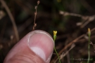 Fadenenzian (Cicendia filiformis)