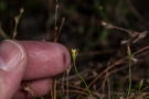 Fadenenzian (Cicendia filiformis)