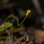 Fadenenzian (Cicendia filiformis)