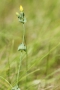 Durchwachsenblättriger Bitterling (Blackstonia Perfoliata)