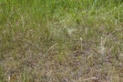 Durchwachsenblättriger Bitterling (Blackstonia perfoliata)