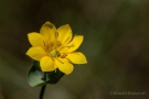 Durchwachsenblättriger Bitterling (Blackstonia perfoliata)