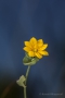 Durchwachsenblättriger Bitterling (Blackstonia perfoliata)