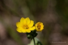 Durchwachsenblättriger Bitterling (Blackstonia perfoliata)