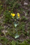 Durchwachsenblättriger Bitterling (Blackstonia perfoliata)