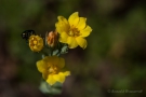 Durchwachsenblättriger Bitterling (Blackstonia perfoliata)