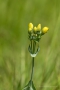 Durchwachsenblättriger Bitterling (Blackstonia perfoliata)