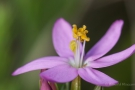 Echtes Tausendgüldenkraut (Centaurium erythraea)