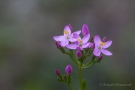 Echtes Tausendgüldenkraut (Centaurium erythraea)