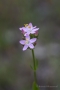 Echtes Tausendgüldenkraut (Centaurium erythraea)