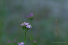 Echtes Tausendgüldenkraut (Centaurium erythraea)