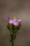 Echtes Tausendgüldenkraut (Centaurium erythraea)