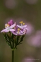 Echtes Tausendgüldenkraut (Centaurium erythraea)