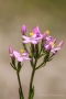 Echtes Tausendgüldenkraut (Centaurium erythraea)