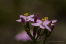 Echtes Tausendgüldenkraut (Centaurium erythraea)