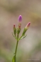 Echtes Tausendgüldenkraut (Centaurium erythraea)