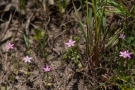 Echtes Tausendgüldenkraut (Centaurium erythraea)