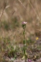 Echtes Tausendgüldenkraut (Centaurium erythraea)