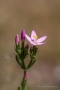 Echtes Tausendgüldenkraut (Centaurium erythraea)