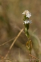 Echtes Tausendgüldenkraut (Centaurium erythraea)