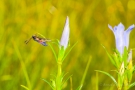 Widderchen auf einer Enzian-Blüte (Gentiana pneumonanthe)