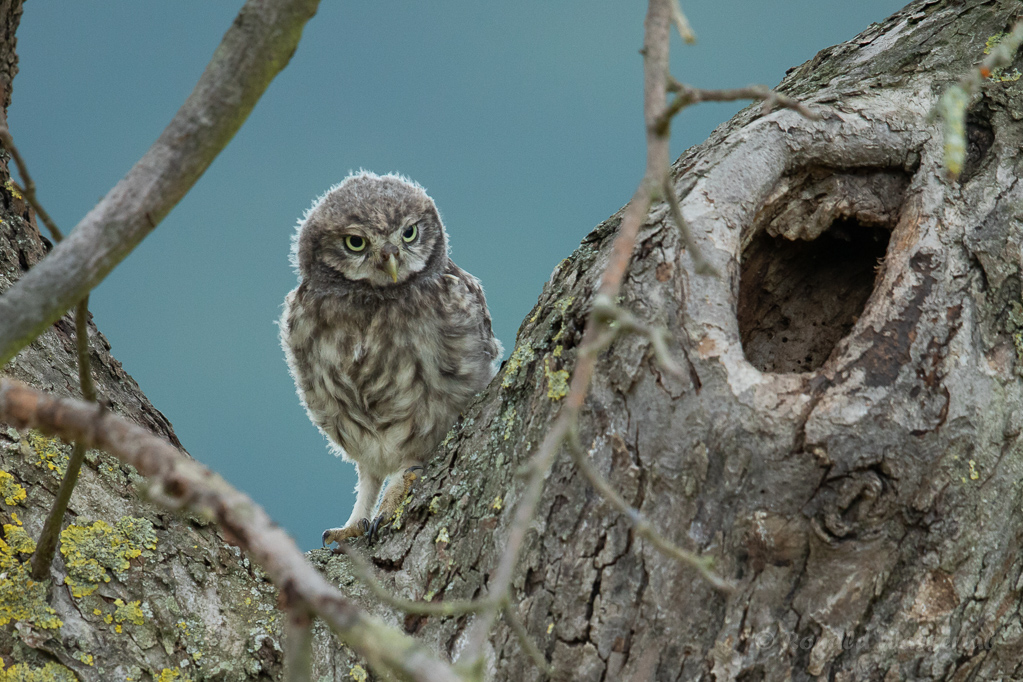 Steinkauz-Ästling