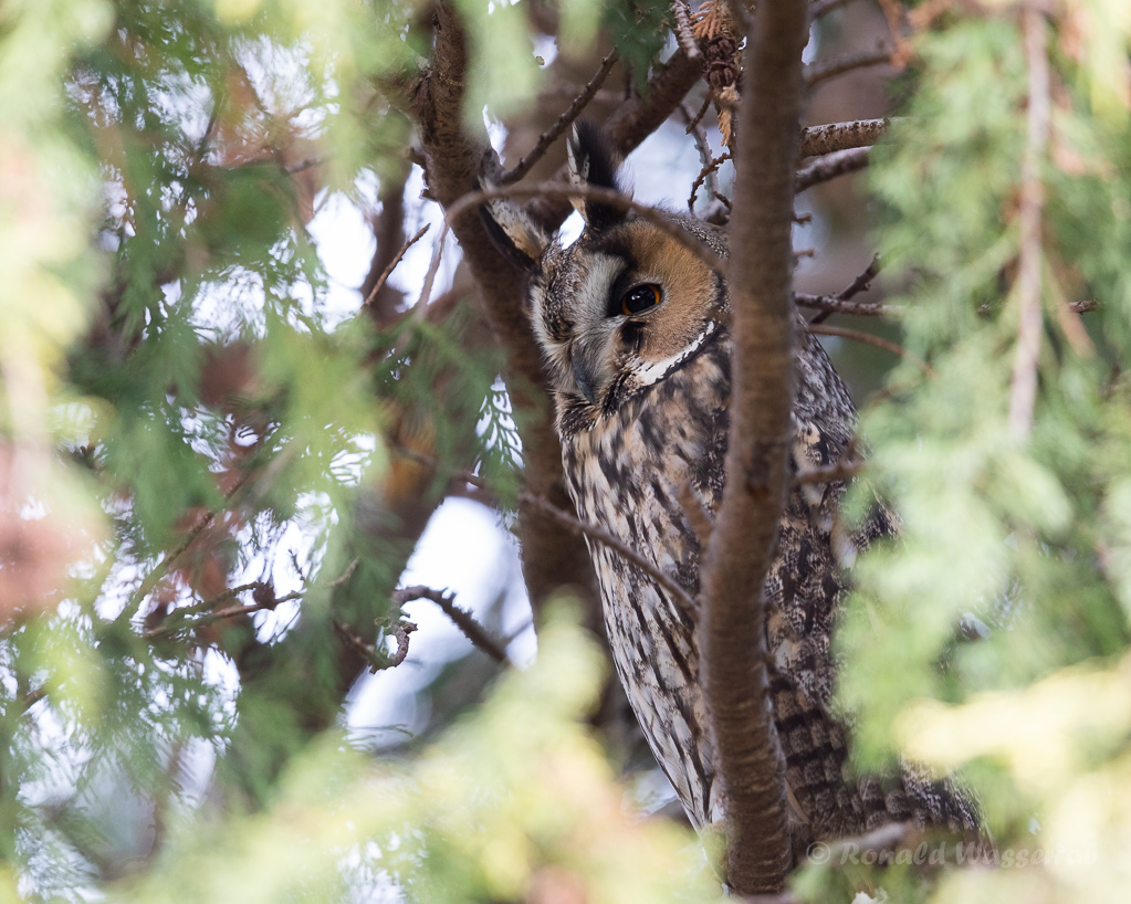 Waldohreule (Asio otus)