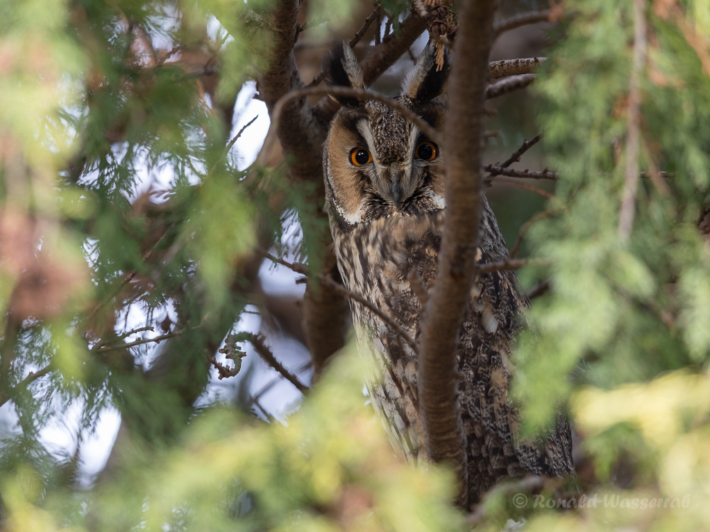 Waldohreule (Asio otus)