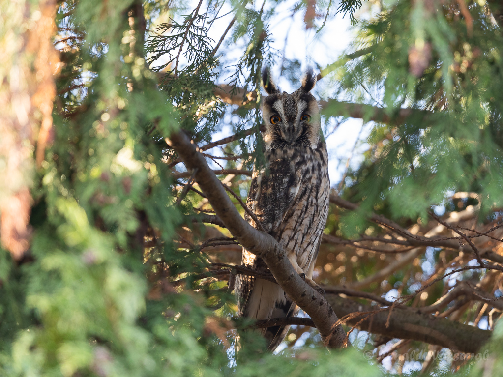 Waldohreule (Asio otus)
