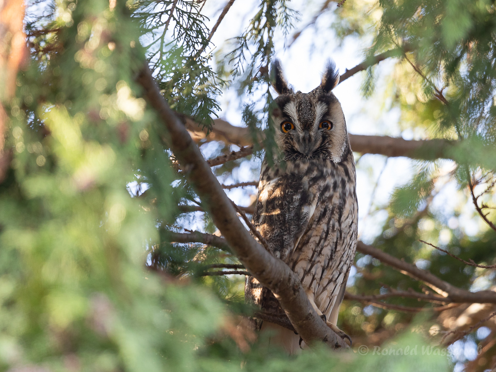 Waldohreule (Asio otus)