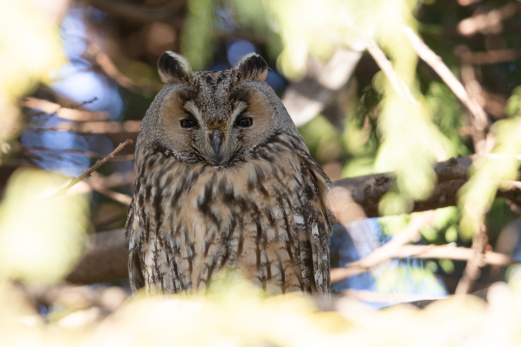 Waldohreule (Asio otus)