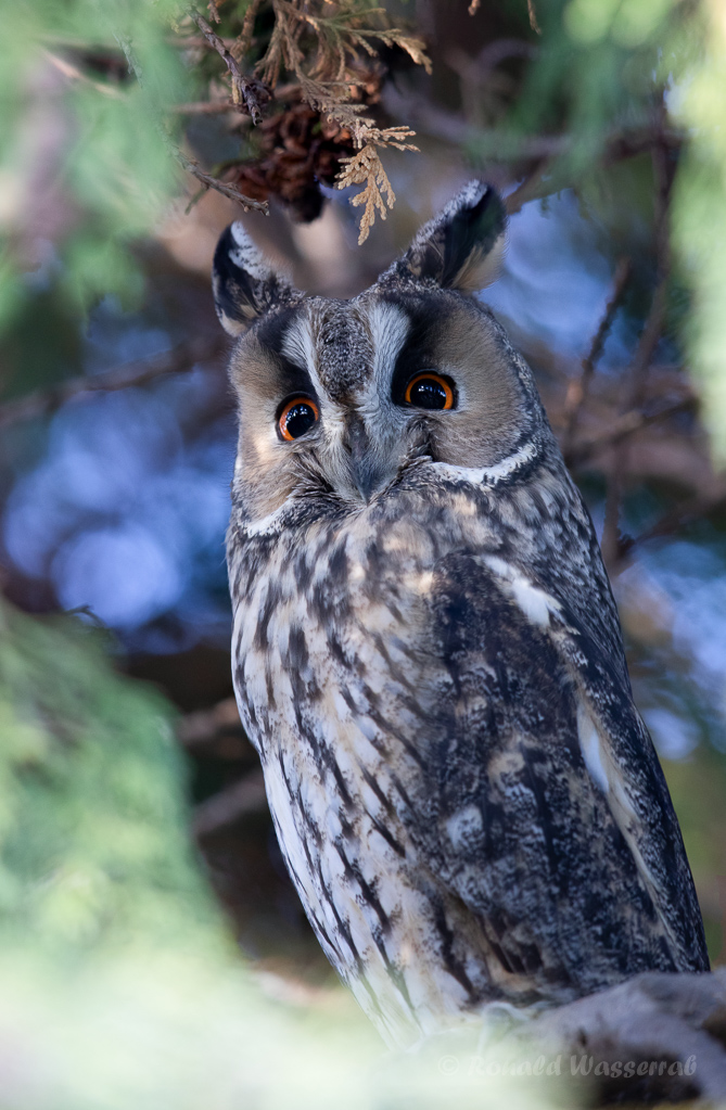 Waldohreule (Asio otus)