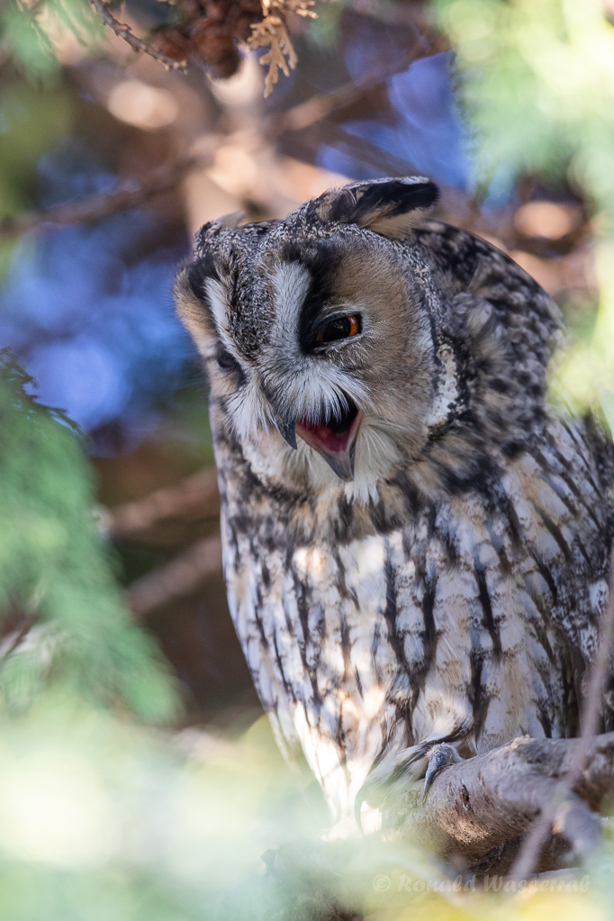 Waldohreule (Asio otus) würgt Gewölle aus