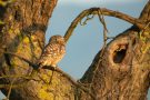 Steinkauz-Elternvogel an der Bruthöhle