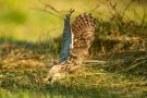 Steinkauz im Flug