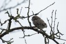 Steinkauz-Ästling