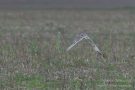Sumpfohreule im Flug