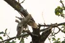 Das Steinkauz-Männchen übergibt die Maus dem Weibchen